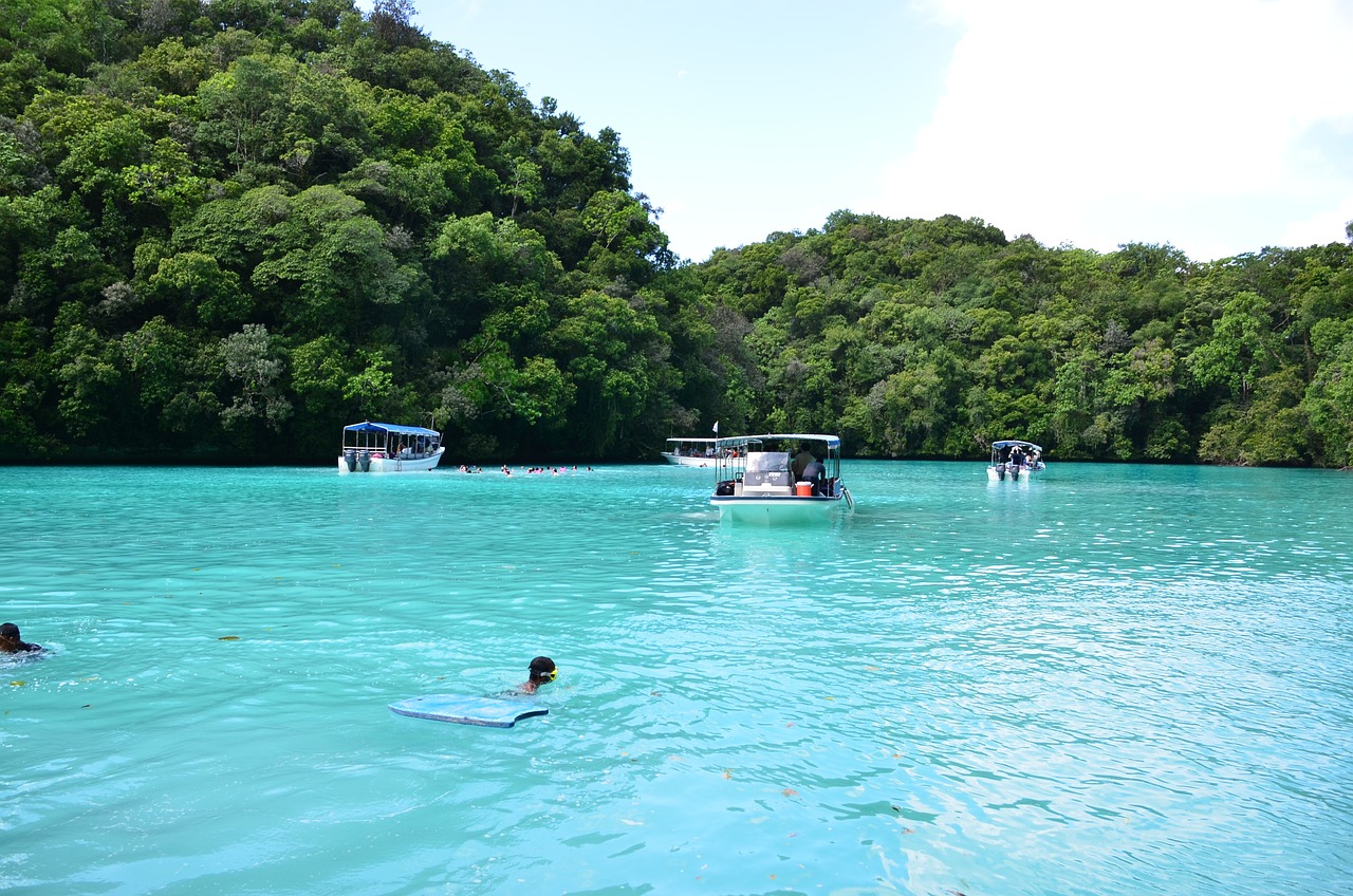 海豚兼职,海豚兼职，探索海洋之外的无限可能